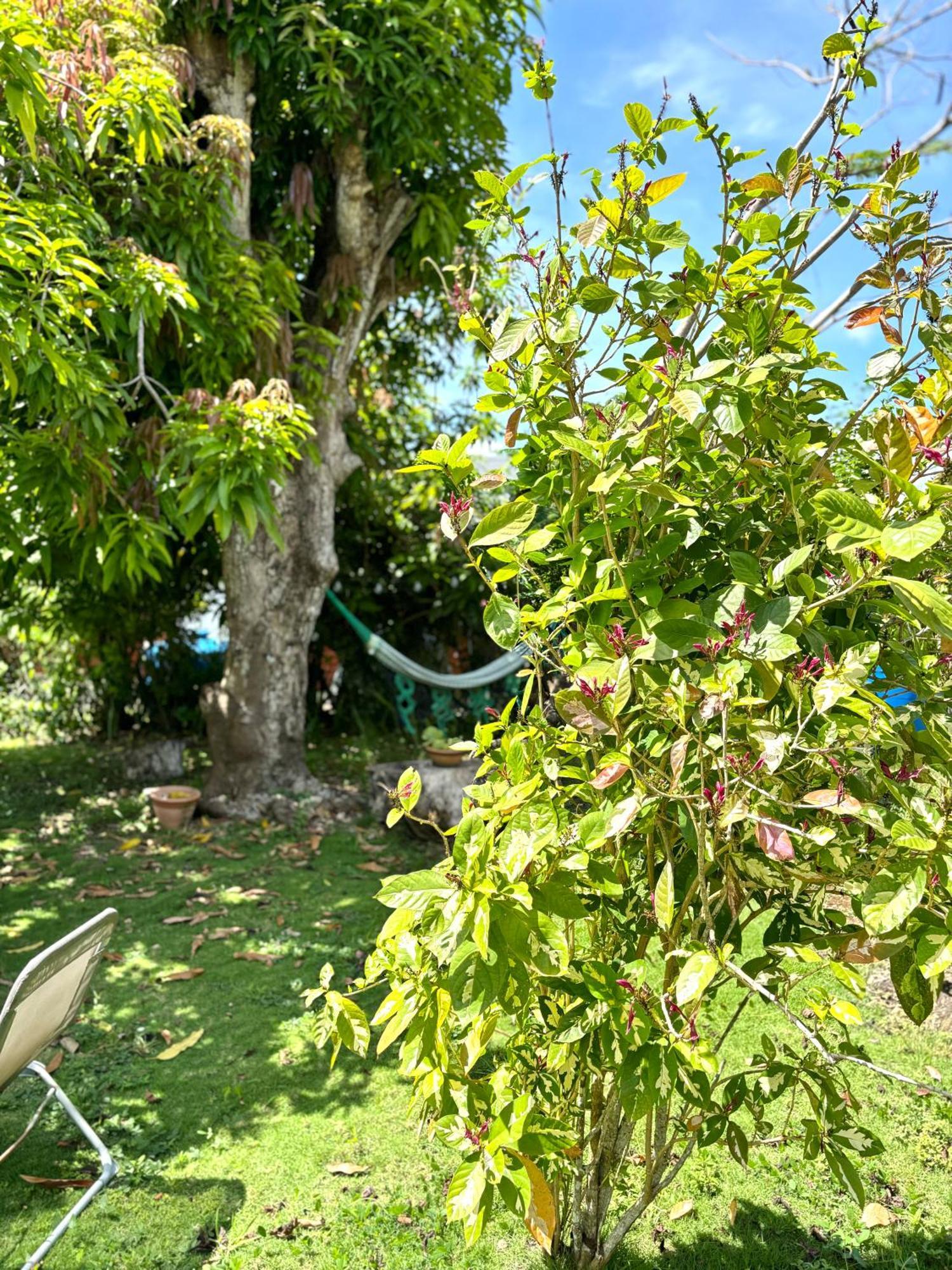 La Maison Creole Du Flamboyant - Proche Des Plages Anse-Bertrand Zewnętrze zdjęcie